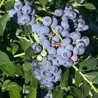 Голубика БОНУС в Якутске