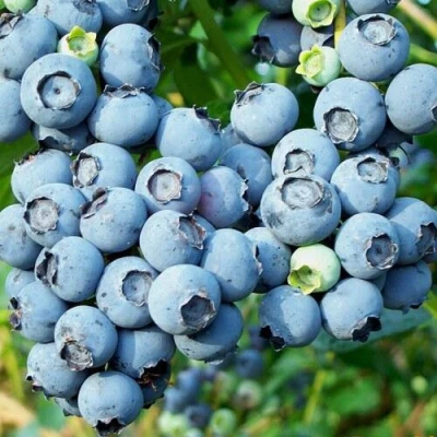 Голубика ПУРУ в Якутске