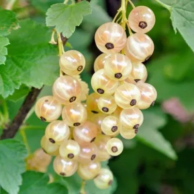 Смородина белая ЮТЕРБОРГСКАЯ в Якутске