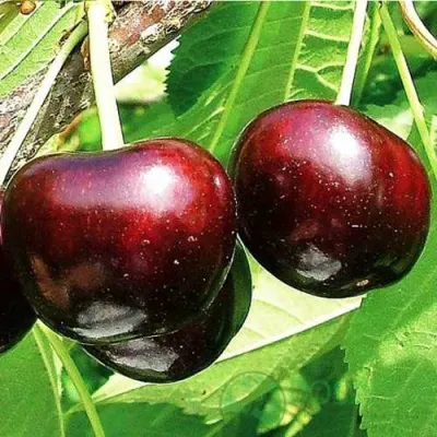 Черешня САММИТ в Якутске