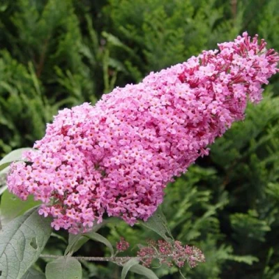 Буддлея давида ПИНК ДЕЛАЙТ в Якутске