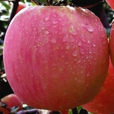 Яблоня РОЗОВЫЙ НАЛИВ в Якутске