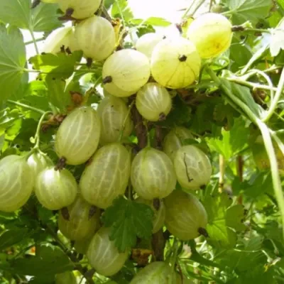 Крыжовник ИНВИКТА в Якутске