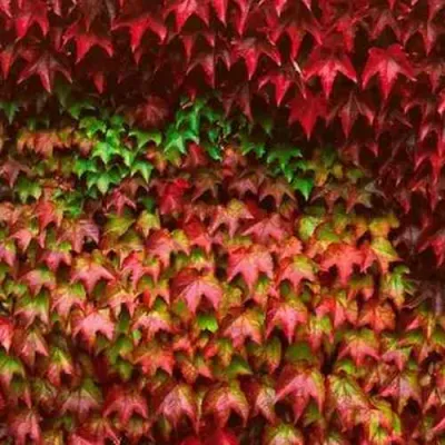 Девичий виноград тройчатый ВИЧИ в Якутске