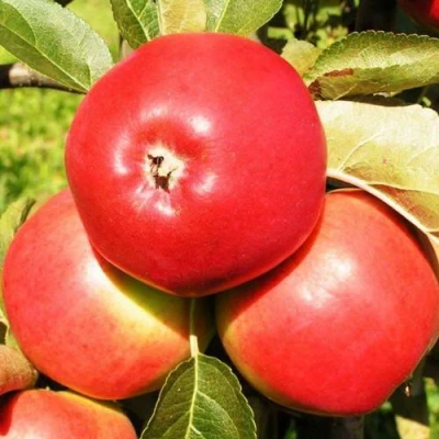 Яблоня СЯБРЫНА в Якутске