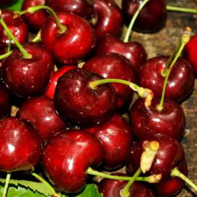 Черешня САММИТ в Якутске