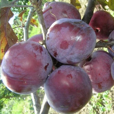 Слива ЛАМА в Якутске