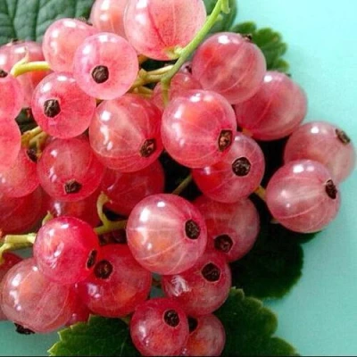 Смородина белая ПРЫГАЖУНЯ (РОЗОВАЯ) в Якутске
