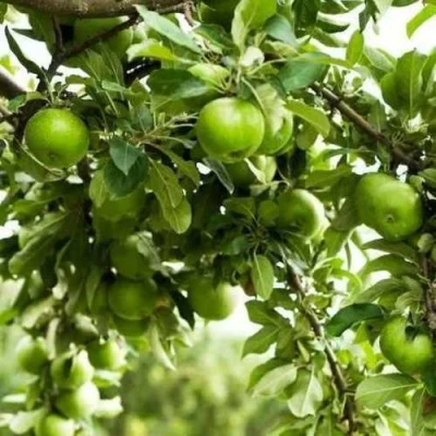 Яблоня ГРЕННИ СМИТ в Якутске