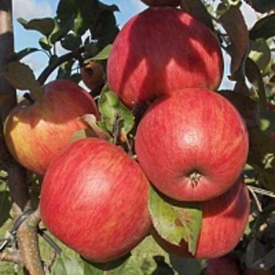 Яблоня ПЕРСИКОВАЯ в Якутске