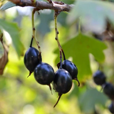 Смородина золотистая ДУСТЛИК в Якутске