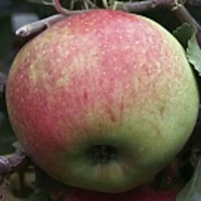 Яблоня СОКОЛОВСКОЕ стелющаяся в Якутске