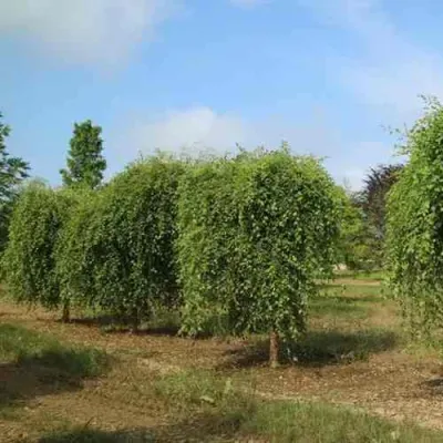 Береза САММЕР КАСКАД черная в Якутске