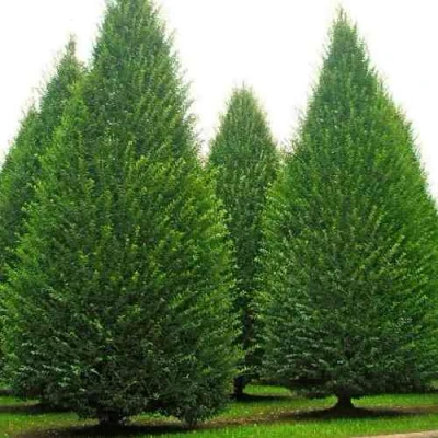 Граб  в Якутске