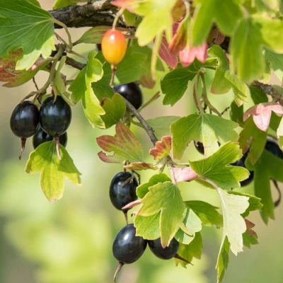 Смородина золотистая БЛЭЙКСТ в Якутске