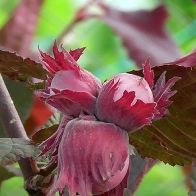 Фундук КАРДИНАЛ в Якутске