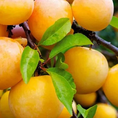 Слива МЕДОВАЯ ЖЁЛТАЯ в Якутске