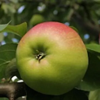 Яблоня СОКОЛОВСКОЕ стелющаяся в Якутске