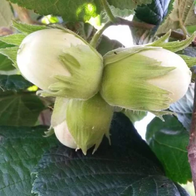 Фундук ЮННАТ в Якутске