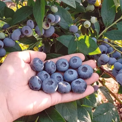 Голубика БОНУС в Якутске