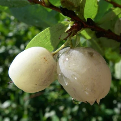 Голубика СНЕГУРОЧКА в Якутске