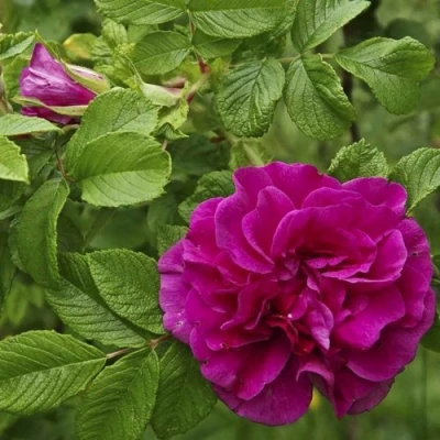 Шиповник ХАНСА в Якутске