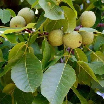 саженцы грецкого ореха