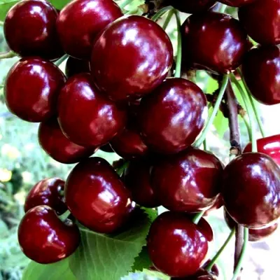 Черешня ОЛЕНЬКА в Якутске