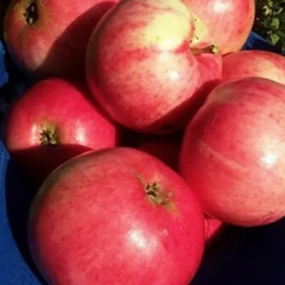 Яблоня СУЙСЛЕПСКОЕ (МАЛИНОВКА) в Якутске