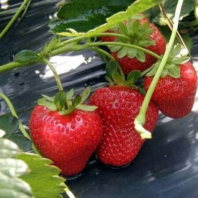 Клубника СЕЛЬВА ремонтантная в Якутске