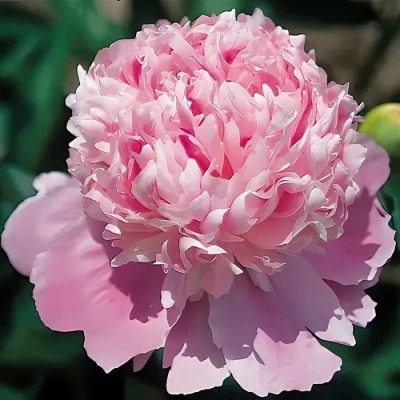 саженцы пиона