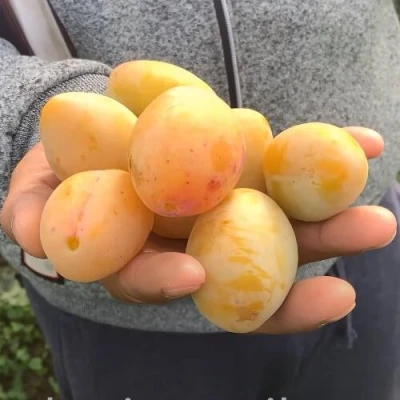 Слива ЯХОНТОВАЯ в Якутске