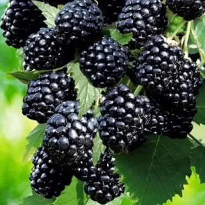 Ежевика АПАЧИ бесшипная  в Якутске