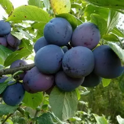 Слива КРОМАНЬ в Якутске