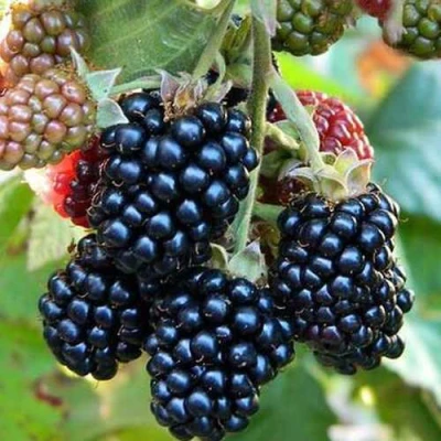 Ежевика ДЖАМБО бесшипная в Якутске