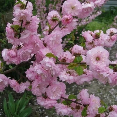 Миндаль ТРЁХЛОПАСТНЫЙ (луизеания) в Якутске