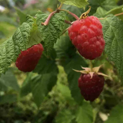 Малина КАРАМЕЛЬНАЯ в Якутске