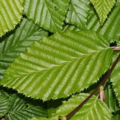 Граб японский в Якутске