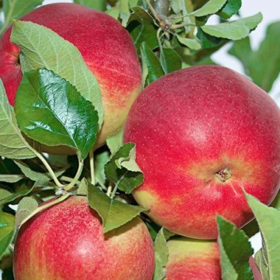 Яблоня СЕНАТОР колонновидная в Якутске