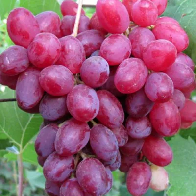Виноград КИШМИШ ВЕЛЕС в Якутске