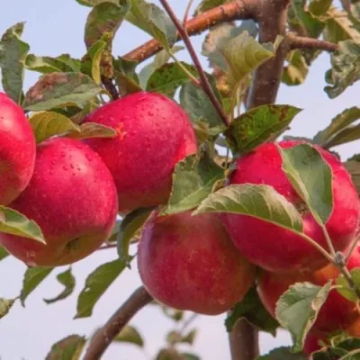 Яблоня РОЖДЕСТВЕНСКОЕ в Якутске