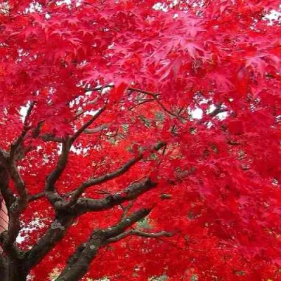 Клен гиннала  в Якутске