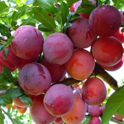 Слива НЕКТАРИННАЯ АРОМАТНАЯ в Якутске