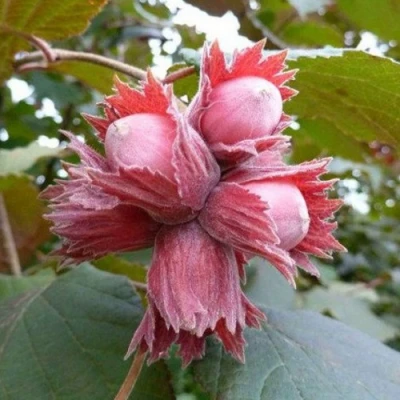 Фундук СКАРЛЕТТ в Якутске