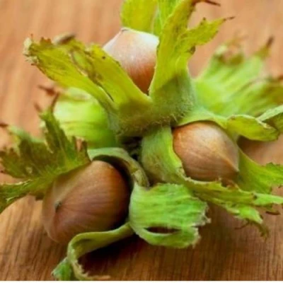 Фундук ГИГАНТ ТАМБОВСКИЙ в Якутске