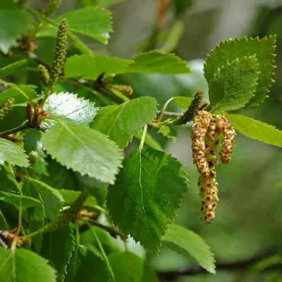 Береза бумажная в Якутске