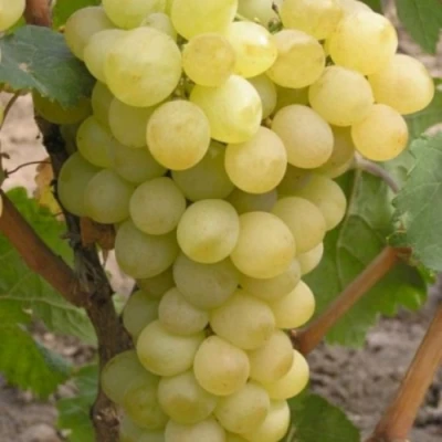 Виноград АВГУСТИН в Якутске