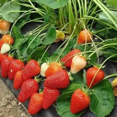 Клубника РОКСАНА в Якутске