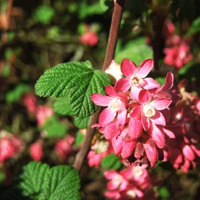 Смородина кроваво-красная ПУЛБОРО СКАРЛЕТ  в Якутске