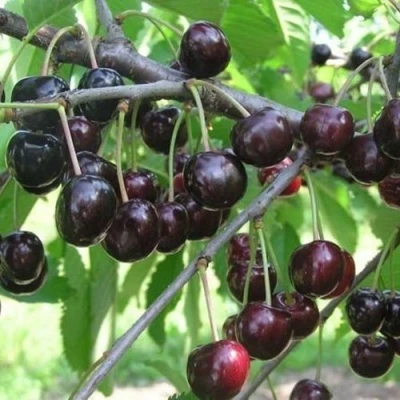 Черешня ЛЮБИМИЦА АСТАХОВА в Якутске